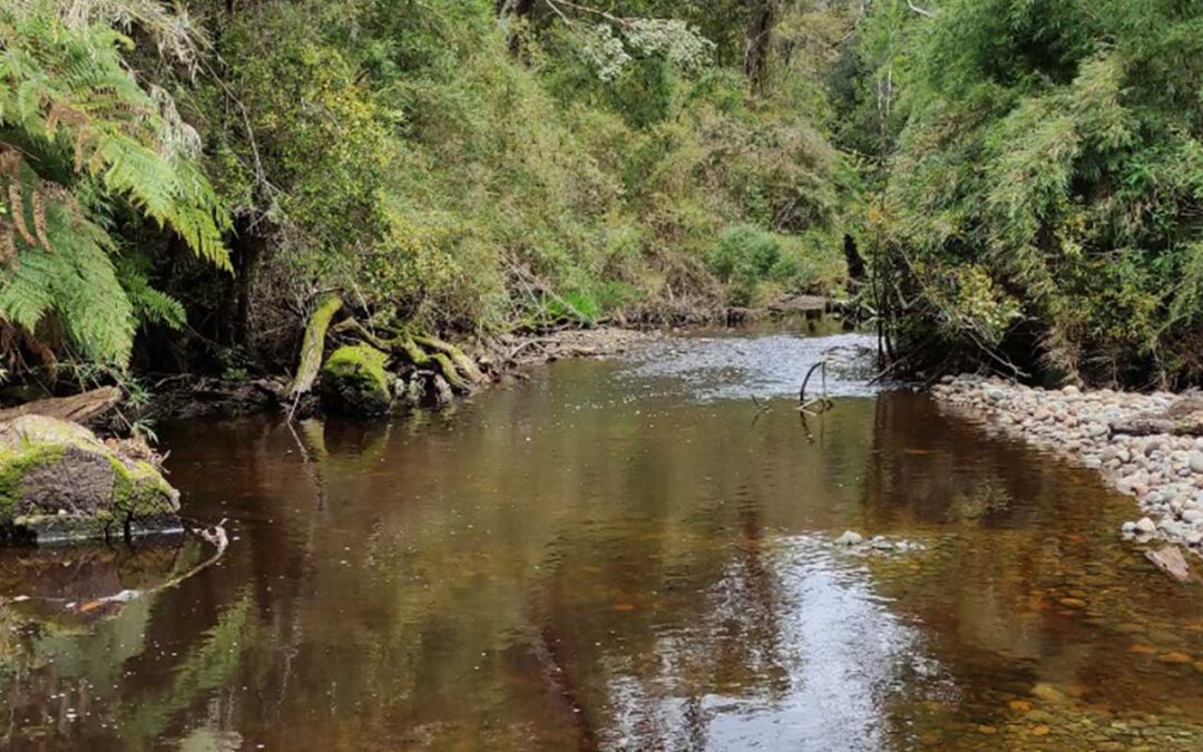 Magia y Naturaleza en Chiloé: Parcelas en Sector Aguas Buenas
